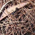 Large ant north of Leather Jacket Bay (103240)