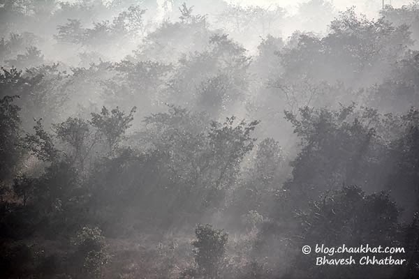 Misty forest morning