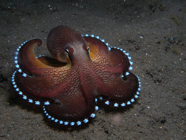 Octopus maya.jpg