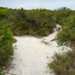Intersection of track in the Awabakal Nature Reserve (391916)