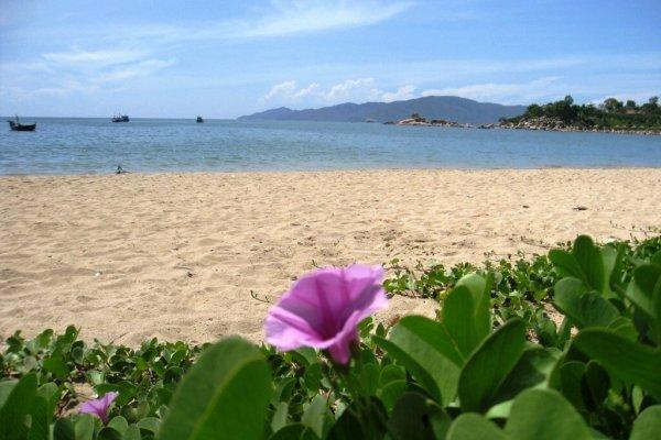 Bộ ảnh hoa muống biển màu tím thật đẹp hoa muống biển trên bãi cát