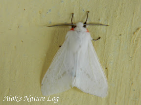 Erebidae, Arctiinae, Spilarctia (SPILOSOMA) rhodophila