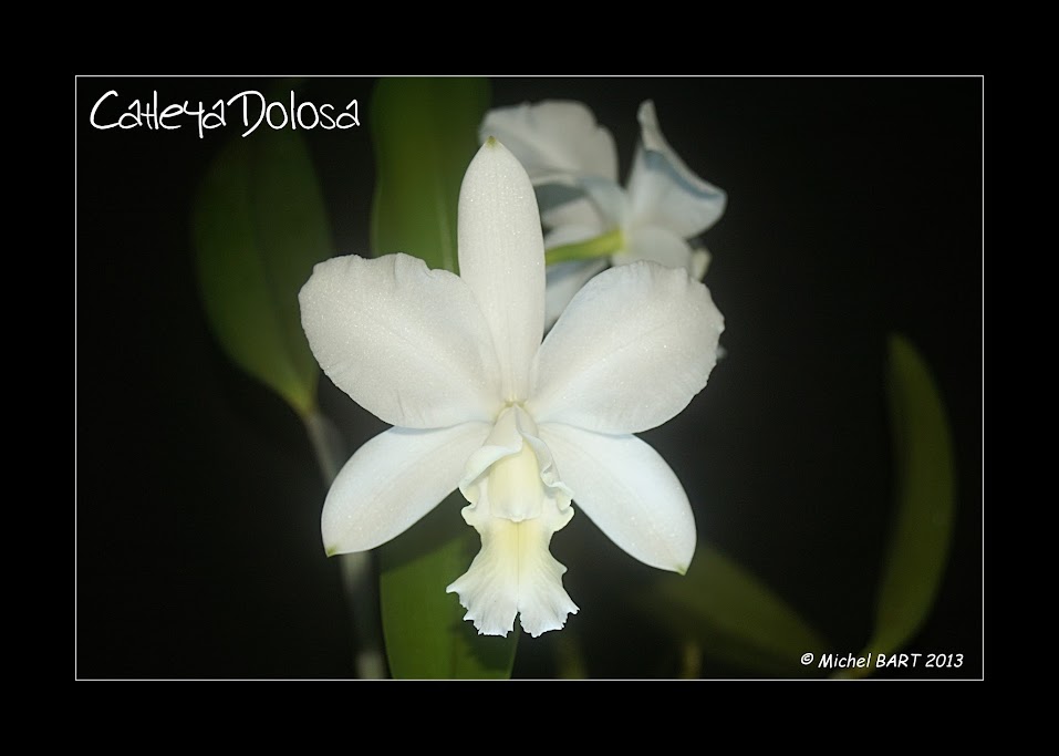 Cattleya Heathii (x dolosa) fma. alba ou albescens Cattleya_Dolosa