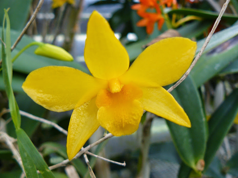 Dendrobium hancookii P1040253