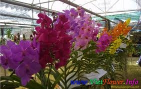 VÂN LAN, LAN VANDA, Vanda Orchids