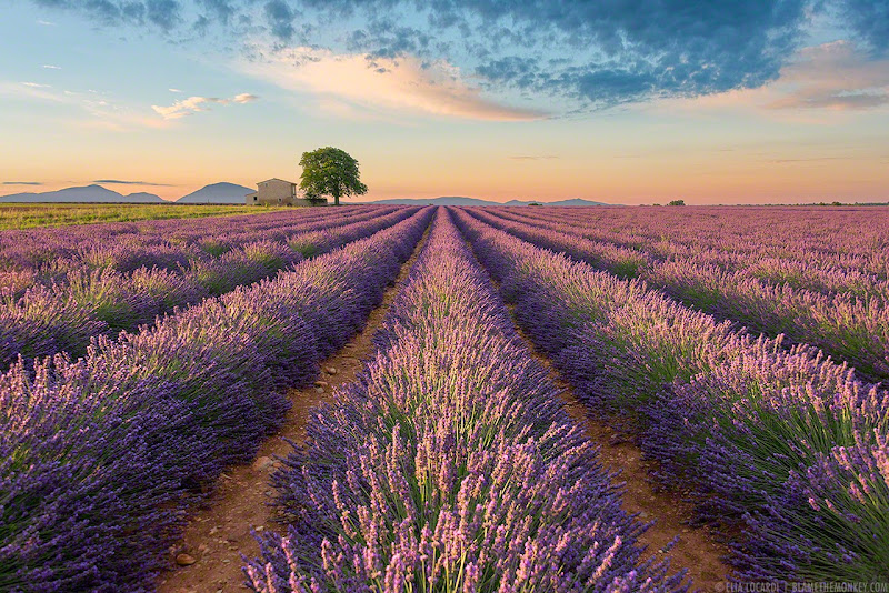 At sunrise, the colors of the lavender fields in Valensole France are absolutely spectacular. Photographer Elia Locardi
