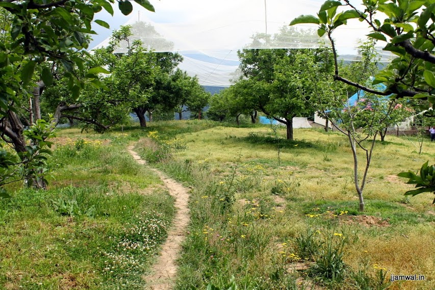 Inside the orchard