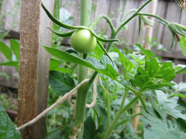 this tomato is still green