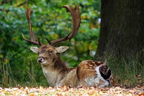 A Picnic Among Fallow Deer