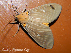 Erebidae, Aganainae, Aganaini, Asota Caricae Sp