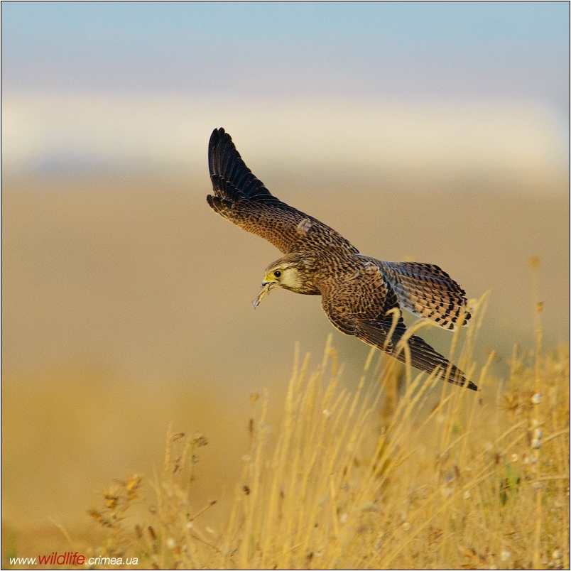 wildlife.crimea.ua