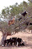 В Марокко козы пасутся на деревьях!