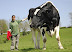 Черно-белый бык фризской породы Чилли весит более тонны