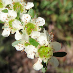 Baeckea diosmifolia in spring (221513)