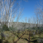 Line of dead snow gums on the Cascade Trail (282689)