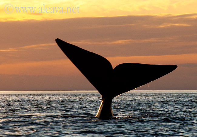  Sunsets surrounded by whales - Puerto Piramides Peninsula Valdes