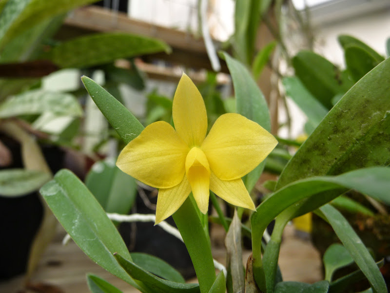 Cattleya (Sophronitis) coccinea f. flava P1220022