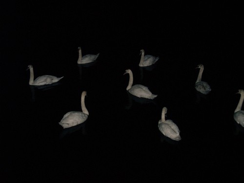 Swans At Night