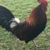 The-Rooster