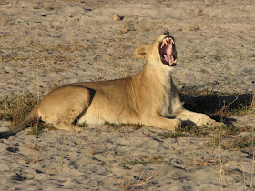 Wildlife Photos of Lionesses (Chitabe Main Camp, Botswana)