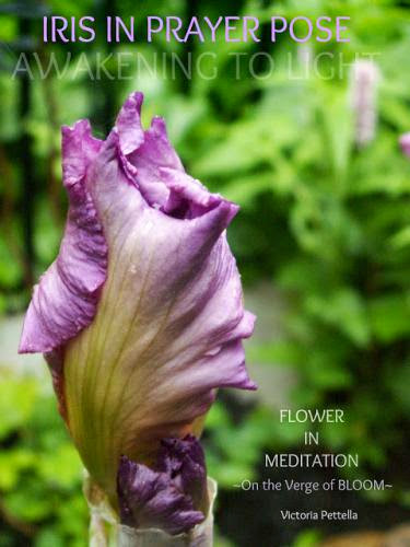 Meditations To Nourish The Self And Bloom