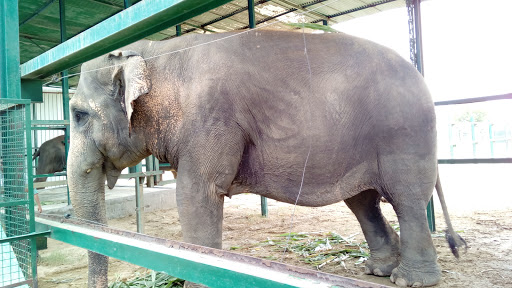 Wildlife SOS - Elephant Conservation and Care Center, Near Sachdeva Institute of Technology, Thurmura Ghari, NH2, Mathura, Uttar Pradesh 281122, India, Association_or_organisation, state UP