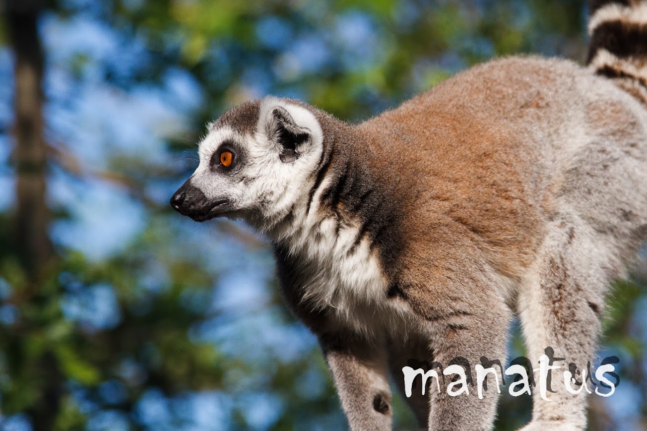 manatus foto blog lémur