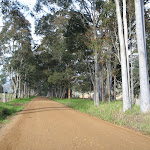 Gums lineing the Congewai Valley Rd (60099)
