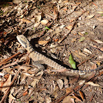 Eastern Water Dragon (Physignathus lesueurii) (365573)