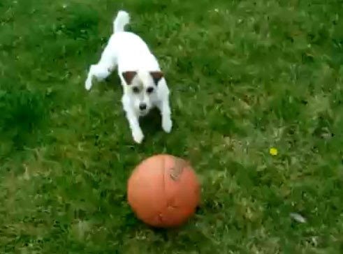 Video: 鼻にバスケットボールを乗せて走る器用なイヌ ! !