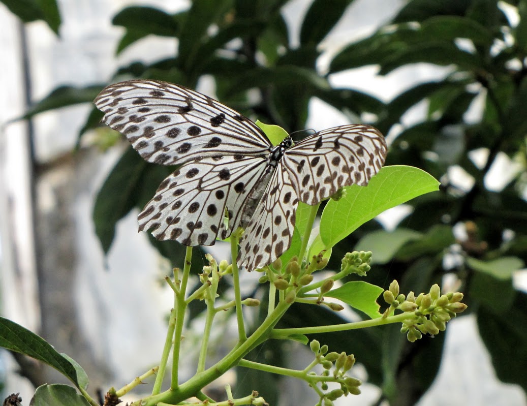 Papillons de l'ile de Sumatra IMG_3171