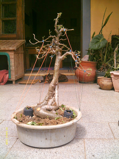 Baobá para treinamento   II ... IMAG0390