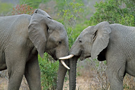 Wildlife Photos of Elephant's Fight (Mala Mala, South Africa)