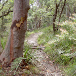 West Head Lookout Track (28535)