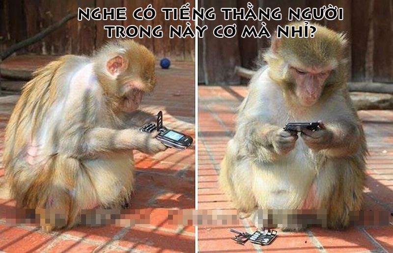 Ảnh chế họ hàng nhà khỉ thật bá đạo Ảnh vui Khỉ sử dụng Smartphone