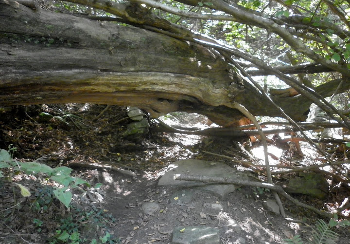 P1000079.JPG