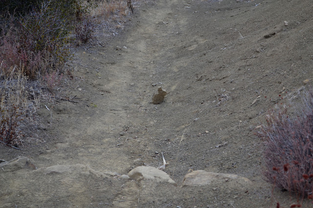 stone rabbit in trail