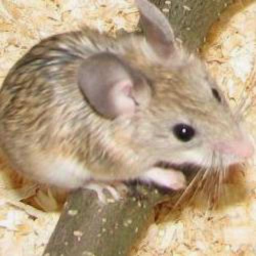 Of Rats And Men Update On The Cia Alien Hamster Affair