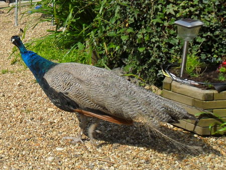 ”peacock