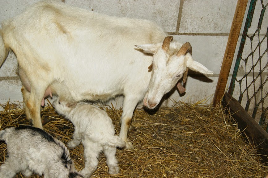Кормление новорожденных козлят