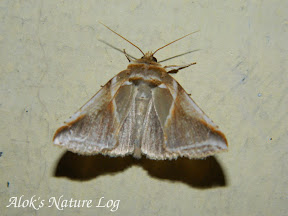 Drepanidae, Thyatirinae, Habrosyne sp (c.f. H.indica)