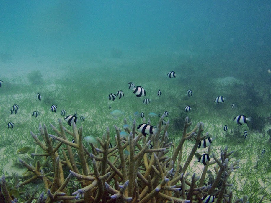 Dascyllus aruanus (Humbug Dascyllus/Three-stripe Damselfish), Naigani Island, Fiji.