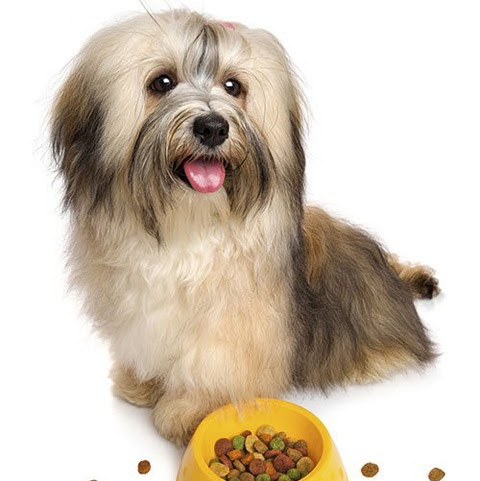 Bingo's Barkery & Pampered Pups Salon LLC logo