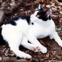 [新しいコレクション] ごめんなさい 猫 187417-猫 ごめんなさい 鳴き声