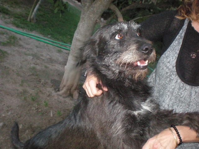 EN LA CALLE!!! Cani y Toby, abandonados en un canal de cachorros, llevan toda la vida abandonados (Talavera) (PE) PA081762