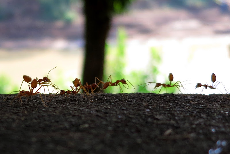 Big red ants