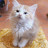 Cat +1 Channel