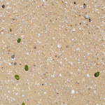 Shells in sand Wallagoot Beach (104755)