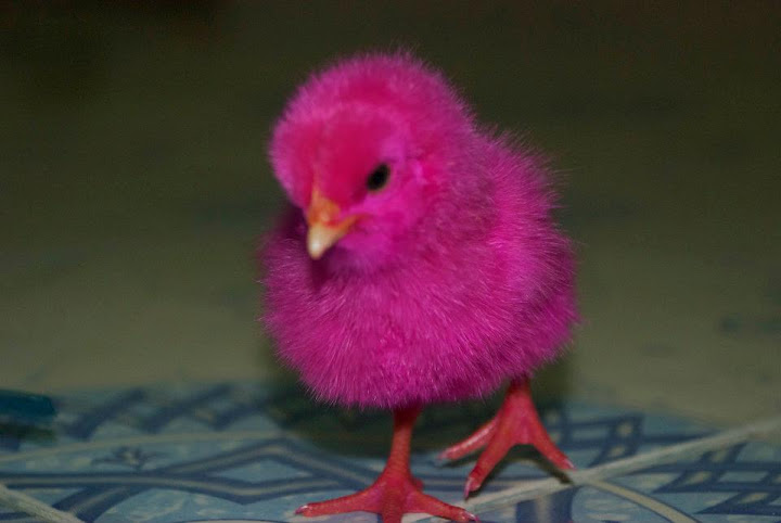 Красные птенцы. Розовый цыпленок. Красный цыпленок. Розовый птенец. Розовые куры.