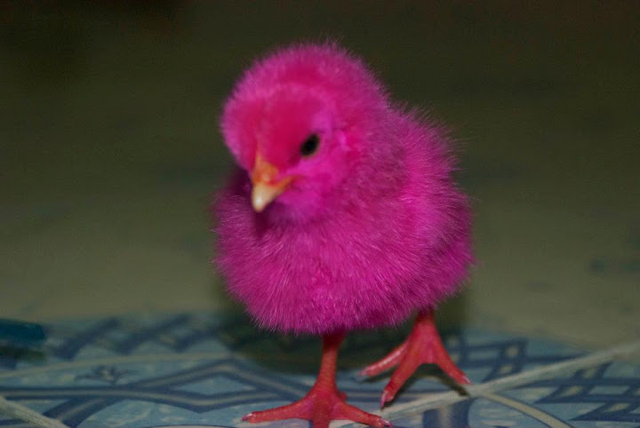 Pink chicken